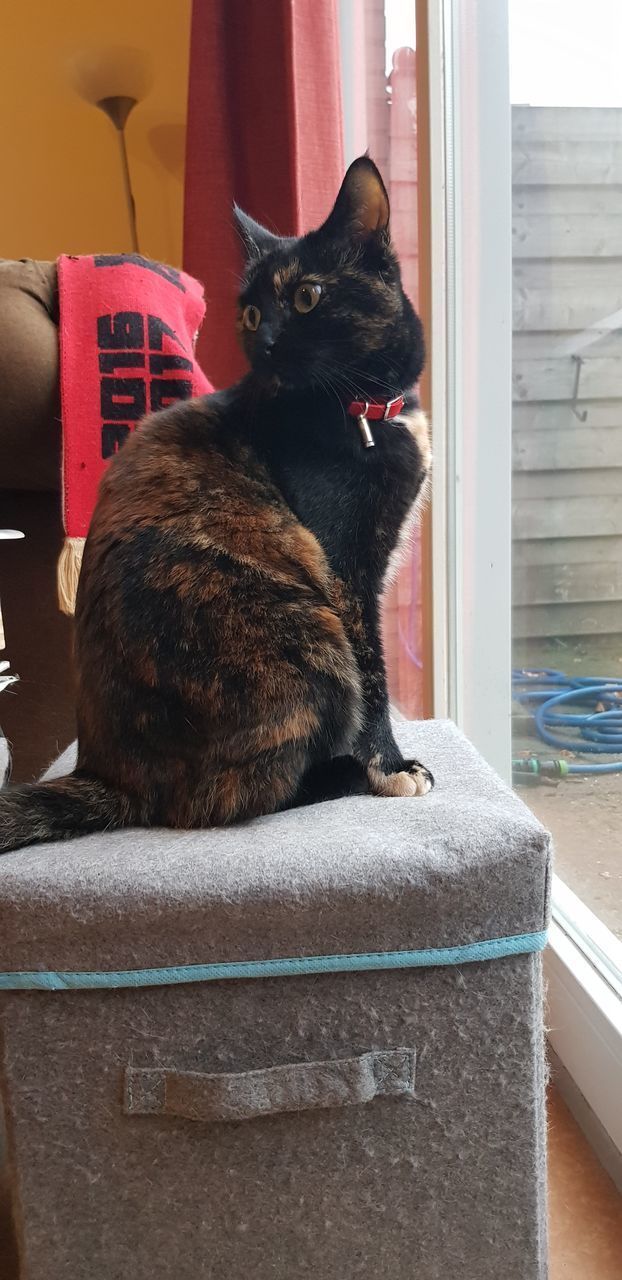 BLACK CAT SITTING ON SOFA AT HOME