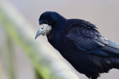 Close-up of bird perching outdoors