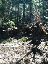 Fallen tree in forest