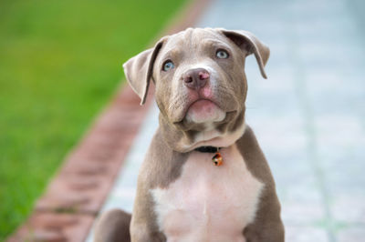 Close-up portrait of dog looking away outdoors