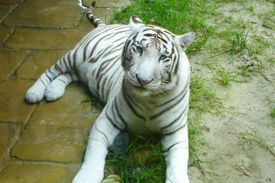 Tiger in water