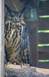 Portrait of owl perching on wood