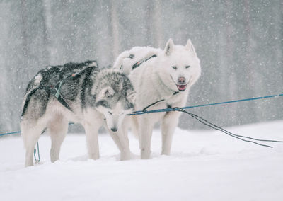 View of a dog on snow