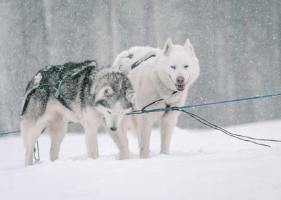 Two huskies posing during snow storm after a sled dog run