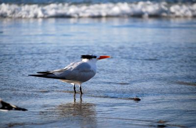 Sea bird perching on the sand by the ocean 