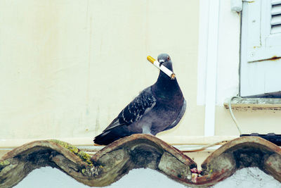 Close-up of birds perching on wall