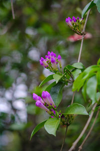 Close-up of pink flowers blooming outdoors