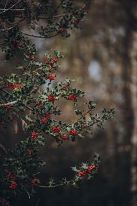 Close-up of red berries on tree