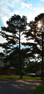 Trees against sky