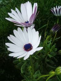 Close-up of white flower blooming outdoors