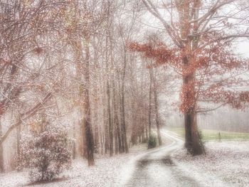 Bare trees on landscape