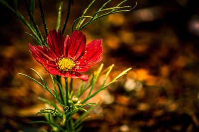 Close-up of red flower