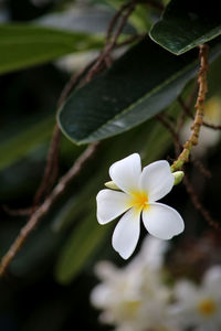 Close-up of white flower