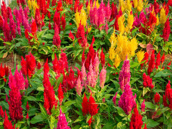 Full frame shot of red flowering plants