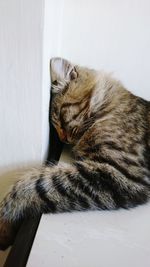 Close-up of a cat sleeping on wall at home