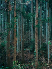 Trees growing in forest