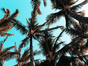Low angle view of palm trees against clear sky