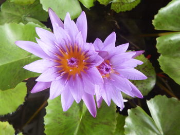 Close-up of purple flowering plant