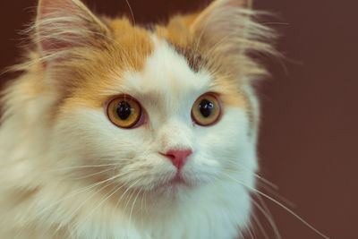 Close-up portrait of a cat