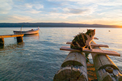 Tortoiseshell cat sitting on wooden structure at sea during sunset
