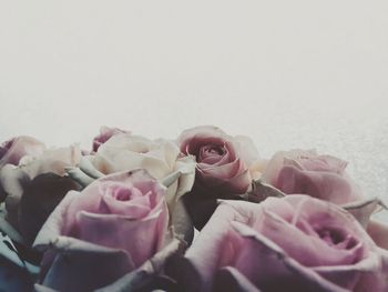 Close-up of rose bouquet against white background