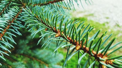 Close-up of pine twigs