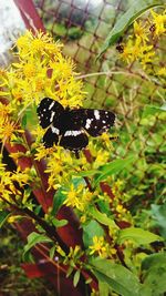 Close-up of butterfly on flower