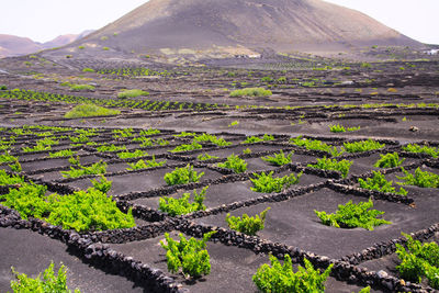 Scenic view of agricultural field