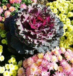 Close-up of flowers in bloom