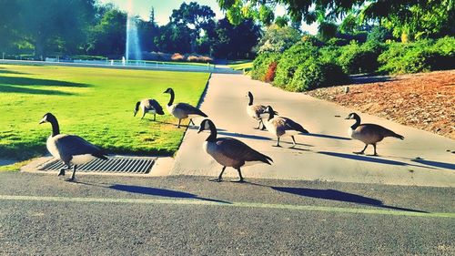 Flock of birds on grass