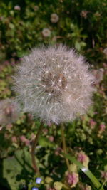 Close-up of dandelion blooming outdoors