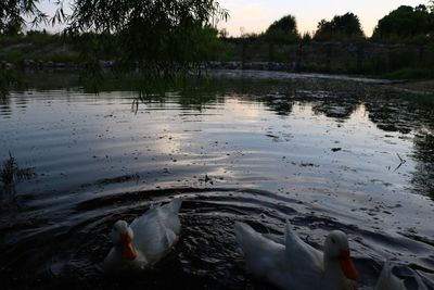Ducks swimming on lake