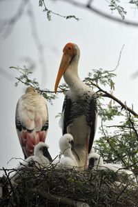 Low angle view of birds with young ones