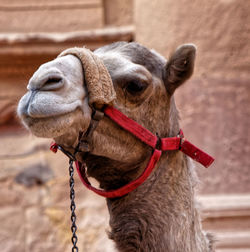 Close-up of a camel in petra waiting in front of the treasure house for tourists, in jordan