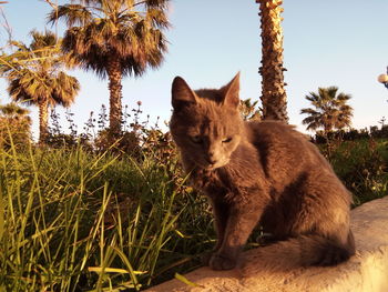 Close-up of cat against sky