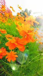 Close-up of yellow flowering plant on field