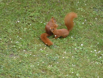 High angle view of monkey on field