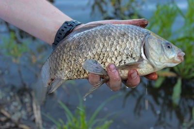 Close-up of hand holding fish