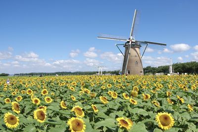 Scenic view of sunflower field against sky