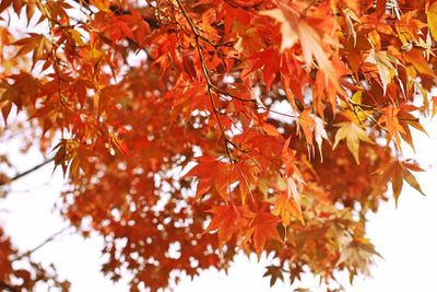 Low angle view of autumn leaves