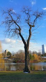 Bare trees by river