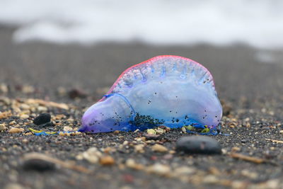 Close-up of jellyfish on beach - the portuguese man o' war
