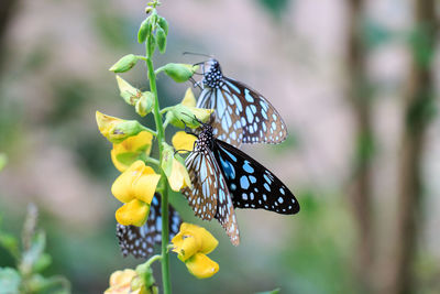 Close-up of butterfly pollinating on flower