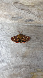 High angle view of butterfly on dry leaf