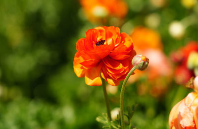 Close-up of bee pollinating on flower