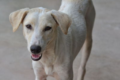 Close-up portrait of dog standing outdoors