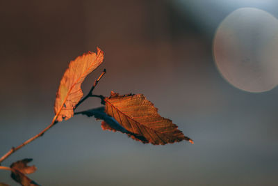 Close-up of autumn leaves against sky at sunset