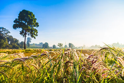 Plants growing on field against sky