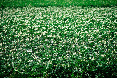 Full frame shot of flowering plants on field