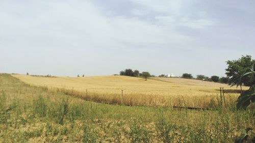 Scenic view of grassy field against sky